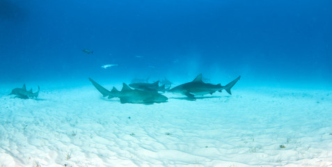 Bull and nurse shark at the Bahamas