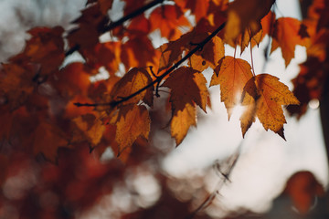 Autumn yellow leaves on tree in backlight