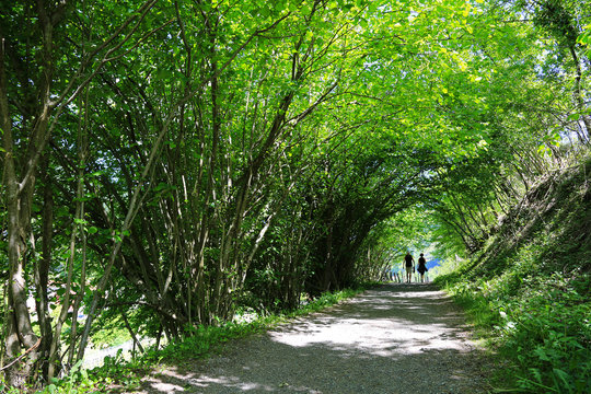 pareja gente paseando entre un t&uacute;nel de &aacute;rboles U84A5676-as19