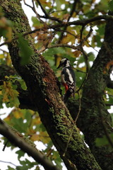 greater spotted woodpecker