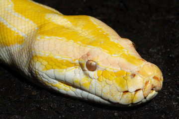 Albino Burmese Python Close-up