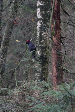 Black Woodpecker