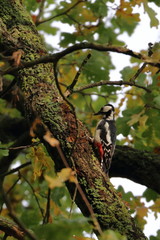 greater spotted woodpecker