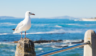 Close up of a Seagull in Sea Point Cape Town South Africa
