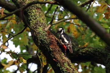 greater spotted woodpecker