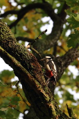 greater spotted woodpecker