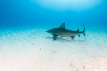 Fototapeta premium Bull shark at the Bahamas