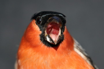 bullfinch
