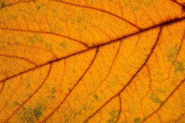 Autumn dry leaves from trees taken large with a clearly visible structure