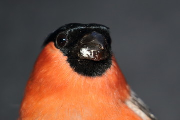 bullfinch