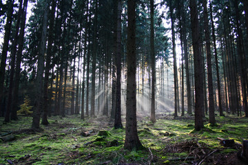 Obraz premium Im Tannenwald