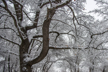 Allphotokz Gorkiypark 20190201 6780 D810