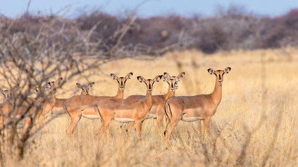 herd of female impala in Etosha National Park, Namibia © serge