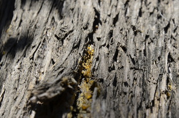 Closeup of golden amber resin on tree bark. natural texture