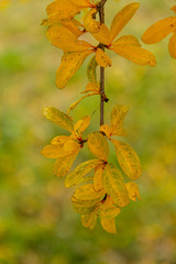 trees with fall colors in a park in Madrid