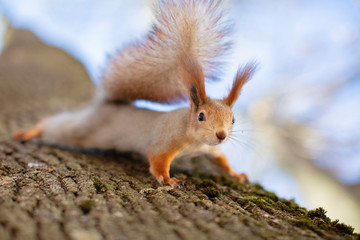 Naklejka na ściany i meble Squirrel on a tree in a natural habitat