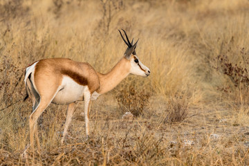Portrait of a springbock standing upright in ETOSHA NATIONAL PARK, Namibia, Africa a travel destination