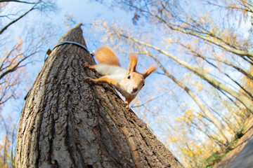Red-haired funny squirrel runs on a tree