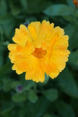 beautiful flowers on green background