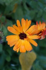 beautiful flowers on green background