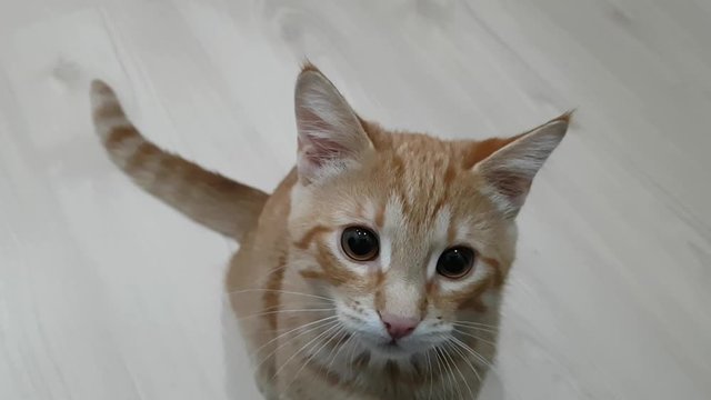 Kitten teen redhead curiously watching the movement behind the scenes. Healthy playful pet