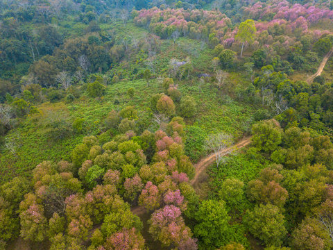 Top view Aerial photo from flying drone.Wild Pink Himalayan cherry blossom ( Prunus cerasoides ) blossom trees or Thailans's sakura at Phu Lom Lo in Loei province, Thailand
