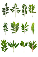 Different of tropical Green leaves isolated on white background