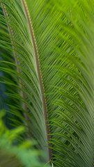 Obraz na płótnie Canvas Green palm leaves