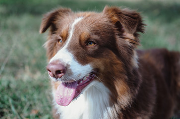 aussie dog in the park, brown dog, brown Australian shepherd, portrait of a dog, furry dog, shaggy dog, dog games ideas