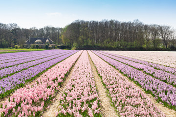 Flower field with purple and pink hyacinths. Beautiful landscape in the Netherlands, Europe - Image