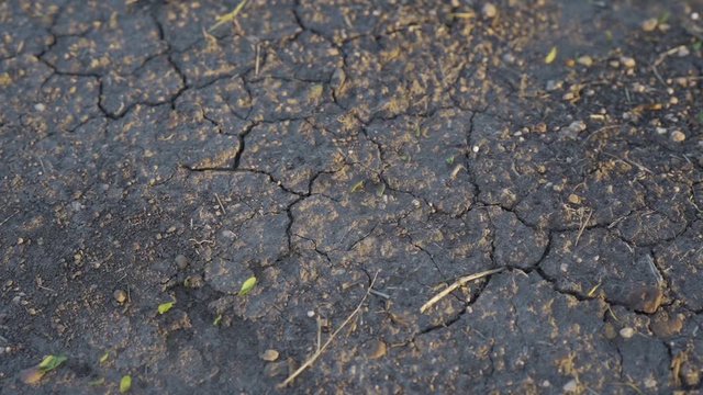 Ants walk with their leaves to slope in the dry summer land. Ants are eusocial insects of the family Formicidae