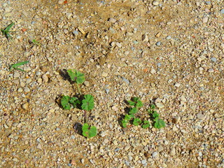 small plant on the sand