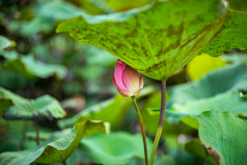 Lotus buds and green lotus leaves in the pool blurred background.Lotus flowers are flowers for paying respect to Buddhist monks. © noon@photo