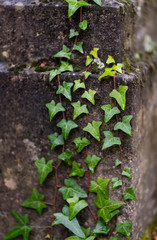 Friedhof Paris Père-Lachaise Efeu Trieb Nahaufnahme Regen Gräber berühmt Frankreich Grabstein