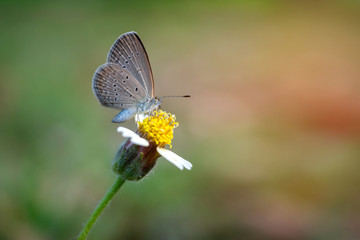 A small butterfly is sucking nectar on a yellow flower,blurred sunlight background.