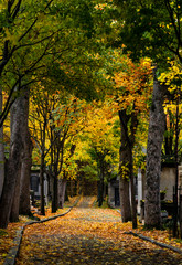 Naklejka premium Friedhof Paris Père-Lachaise Bäume Weg Allee Herbst Laub Regen Gräber berühmt Frankreich