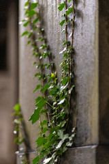 Friedhof Paris Père-Lachaise Efeu Trieb Nahaufnahme Regen Gräber berühmt Frankreich Grabstein