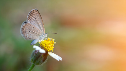 A small butterfly is sucking nectar on a yellow flower,blurred sunlight background.