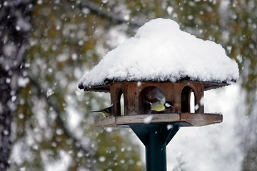 songbirds on a birdhouse in winter with snow falling