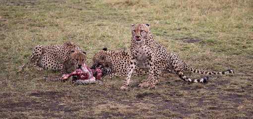 cheetahs
