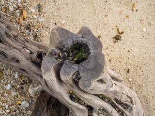 Old tree trunk with a hole in the middle