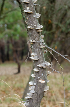 Hard-bodied tinder, or stiff-haired trautes (Tram&eacute;tes hirs&uacute;ta). Apricot tree trunk is densely covered with mushrooms. Eye level shooting. Portrait location of the photo.