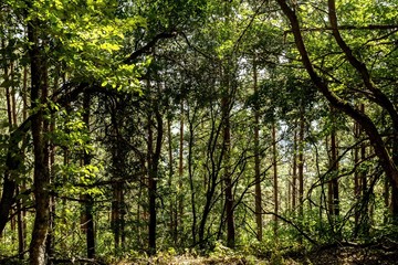 Obraz premium Forest.