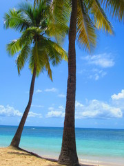 Deux palmiers sur la plage de sable blanc, devant la mer turquoise