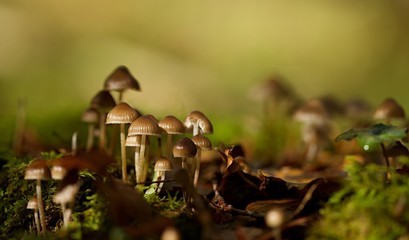 Champignons forêt macro toxique