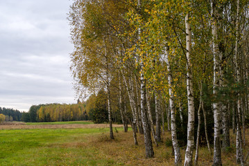 Puszcza Knyszyńska, Polska złota jesień, Podlasie, Polska © podlaski49