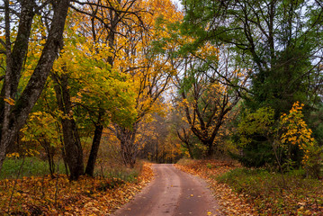 Puszcza Knyszyńska, Polska złota jesień, Podlasie, Polska © podlaski49