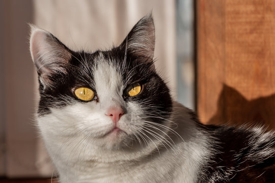 A portrait of a beautiful adult young black and white cat with big yellow eyes on the beige background