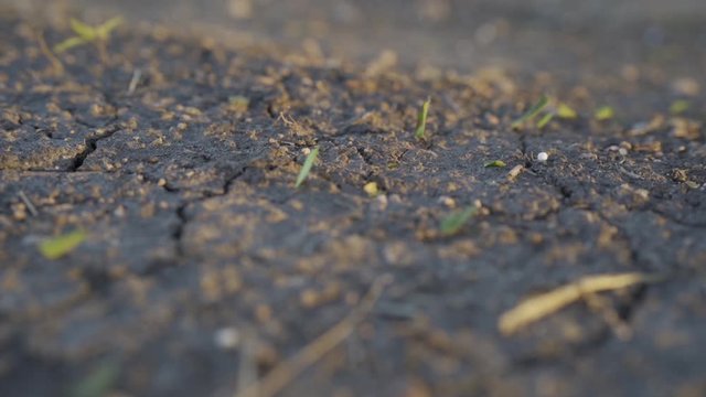 Ants walk with their leaves to slope in the dry summer land. Ants are eusocial insects of the family Formicidae