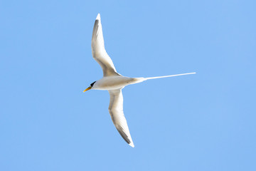 L'oiseau le paille en queue dans un ciel sans nuage